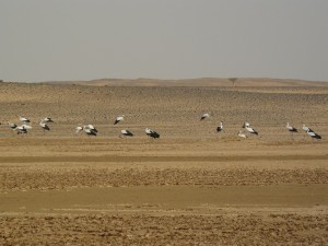 ooievaars in de Bayada woestijn