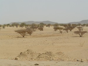  begroeiing in de Bayada woestijn