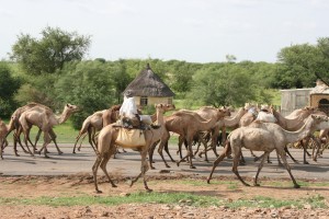 camels crossing the road