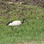 ibis