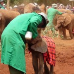 The David Sheldrick Wildlife Trust