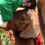 The David Sheldrick Wildlife Trust