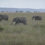 Elephants_at_Serengeti