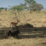 Gazelle_and_baboons_at_Serengeti