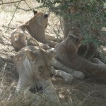 Lions at Serengeti1