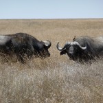 Serengeti buffalo's