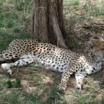 Serengeti cheetah