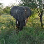 Serengeti elephant
