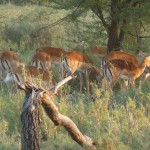 Serengeti gazelle's