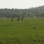 Serengeti girafs