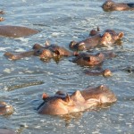 Serengeti hippo's