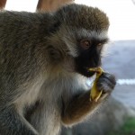 Serengeti monkey at the window of lodge