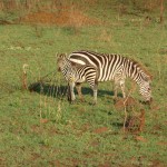 Serengeti zebra's