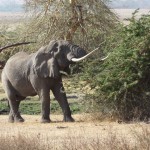 Elephant_ngorongoro_crater