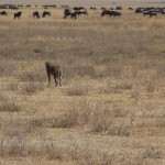 hyena and wildebeests ngorongoro crater