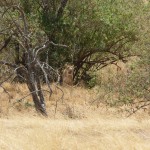 lion ngorongoro crater