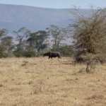 rhino ngorongoro crater