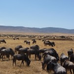 wildebeests2 ngorongoro crater