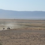 wildebeests ngorongoro crater