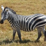 zebra ngorongoro crater