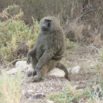 baboon sitting on a rock