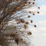 bird nests