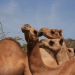 camels again