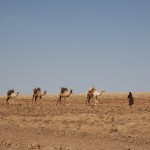 camels carrying water