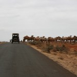 camels crossed the road