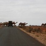 camels crossing the road 1