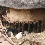 livestock under the house at Konso tribe