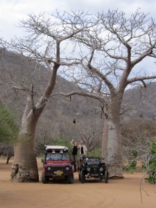 baobab met auto's