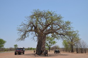 baobab