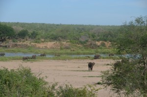 elephants at the river