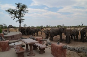 elephants waiting