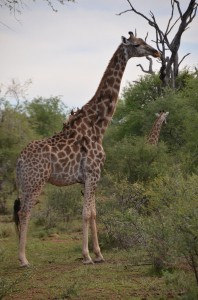 giraffe