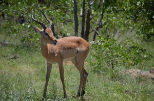 impala