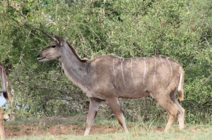 kudu