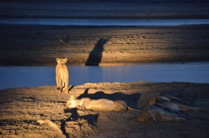 lion at night