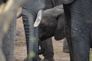 little elephant drinking