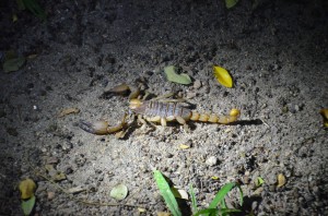 scorpion