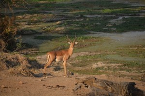 springbok