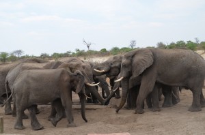 trunk before waterhole