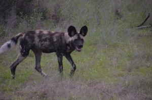 wild dog