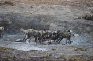 wilddogs