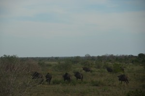 wildebeasts