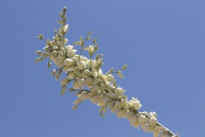 dessert flower