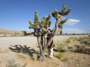 trudy bij Joshua tree