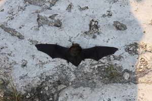 Bat