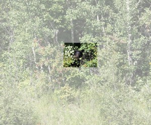 find the bear